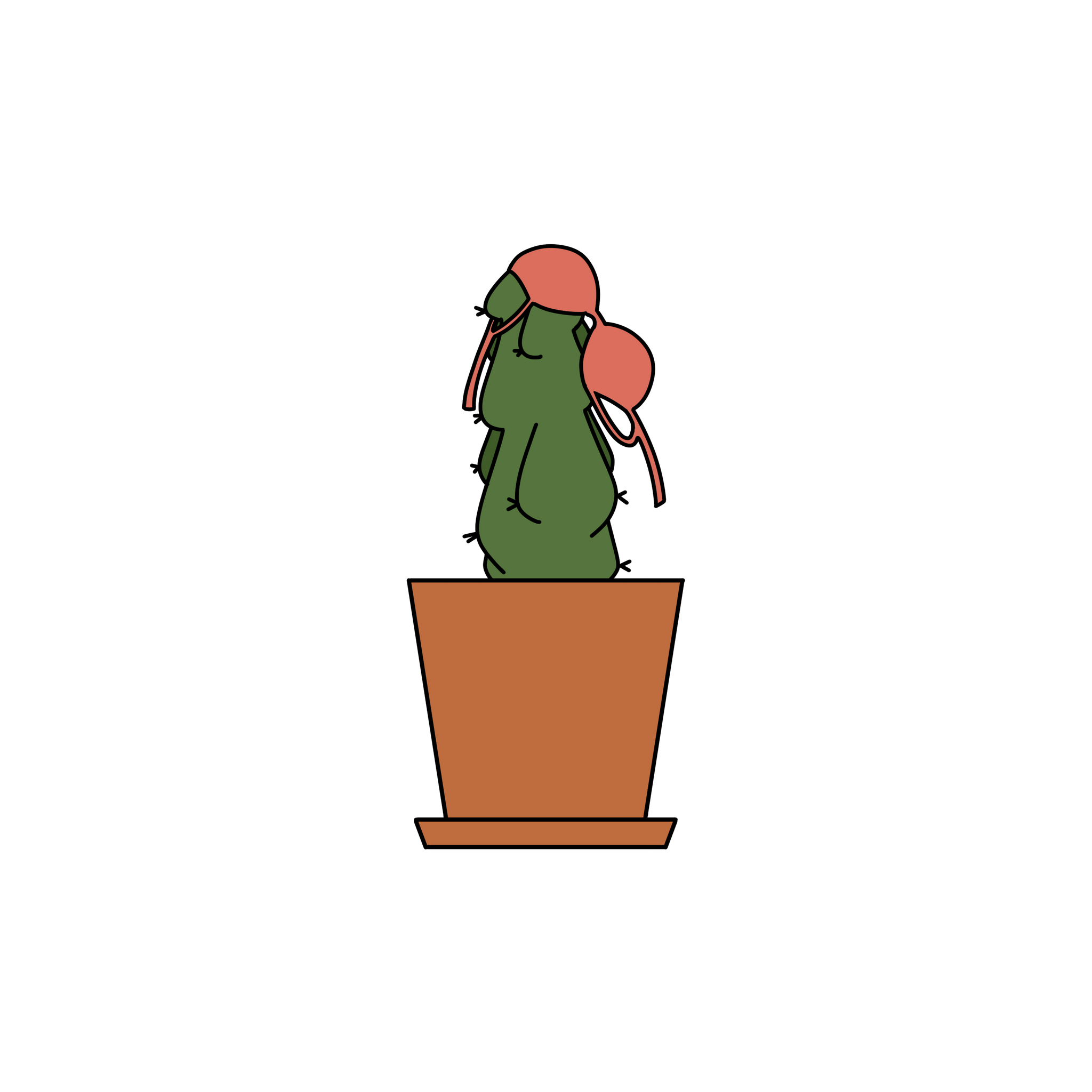 Boobie Cactus (Potted)
