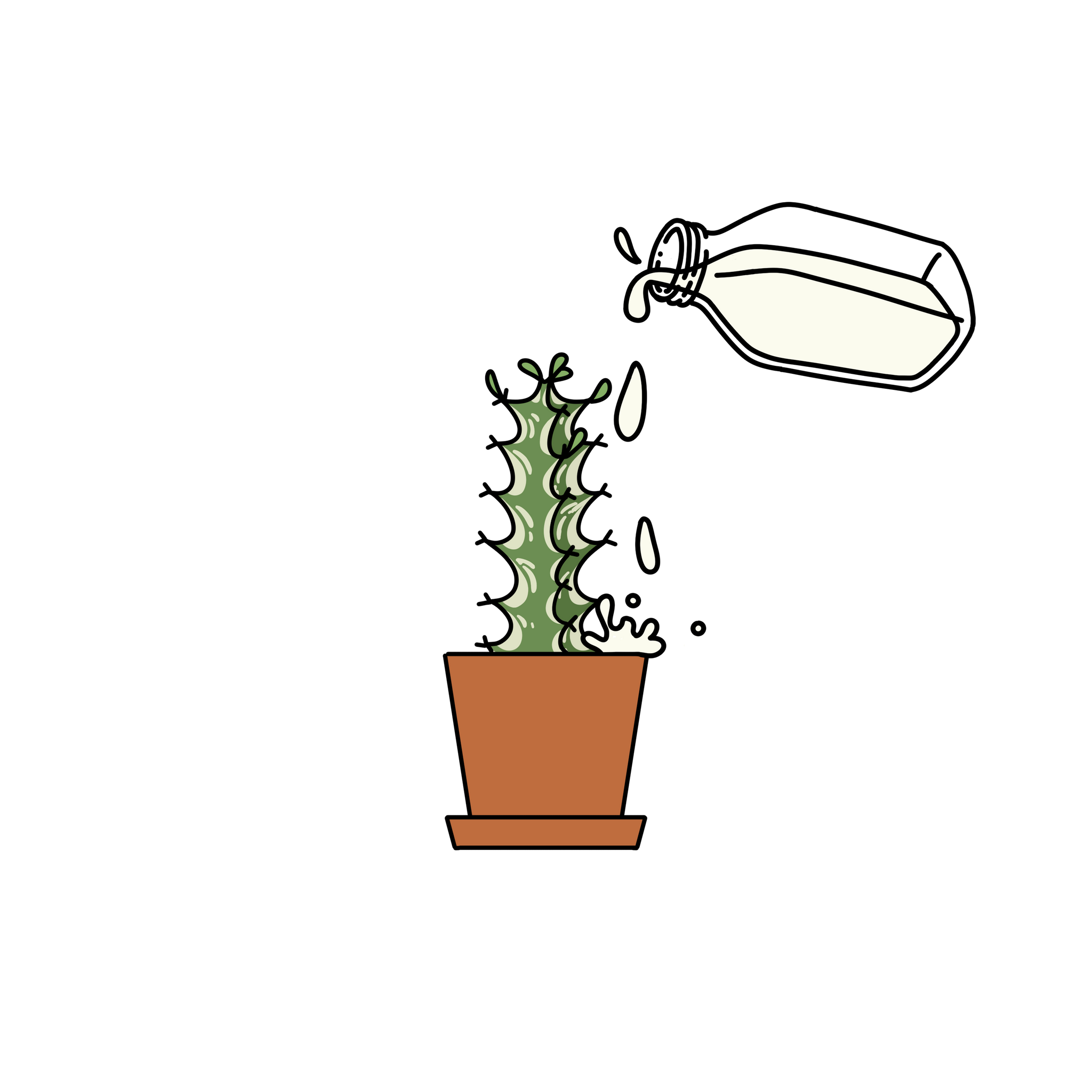 Euphorbia Trigona Variegated (Potted)